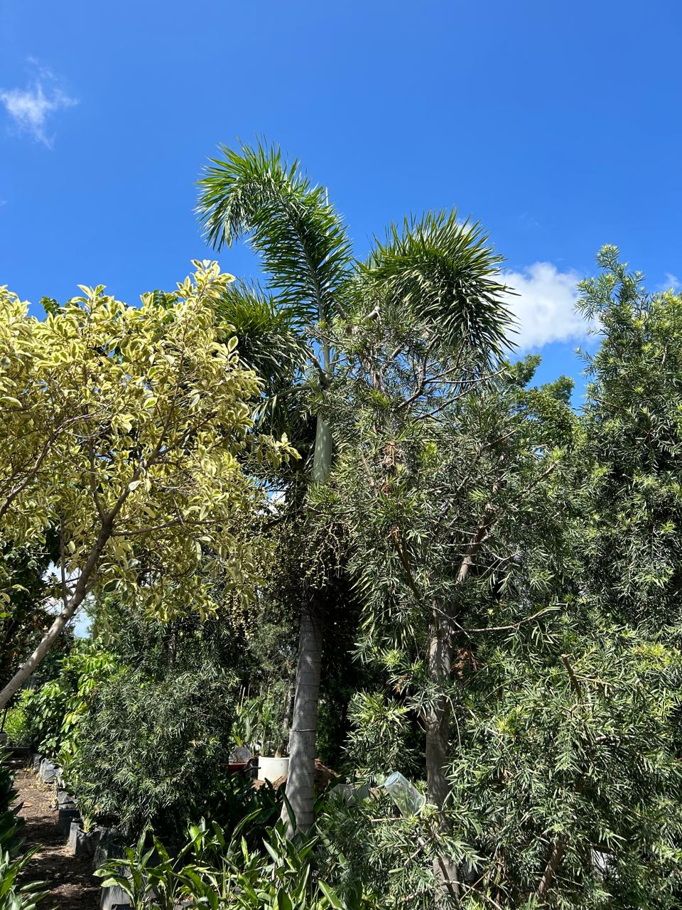 Proyecto de Paisajismo